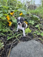 Tex, a male Chihuahua for sale in Fenton, MI – 2 of 8