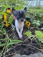 Susie, a female Chihuahua for sale in Fenton, MI – 6 of 9