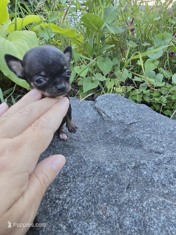 Teacup Minnie mouse – Chihuahua puppy for sale in Fenton, MI