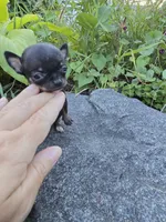Teacup Minnie mouse, a female Chihuahua for sale in Fenton, MI – 1 of 7