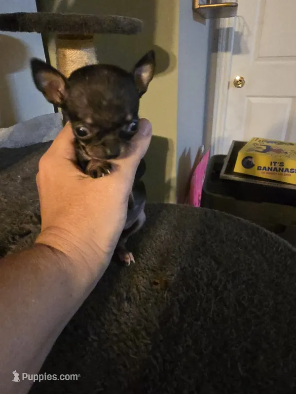 Teacup Minnie mouse – Chihuahua puppy for sale in Fenton, MI