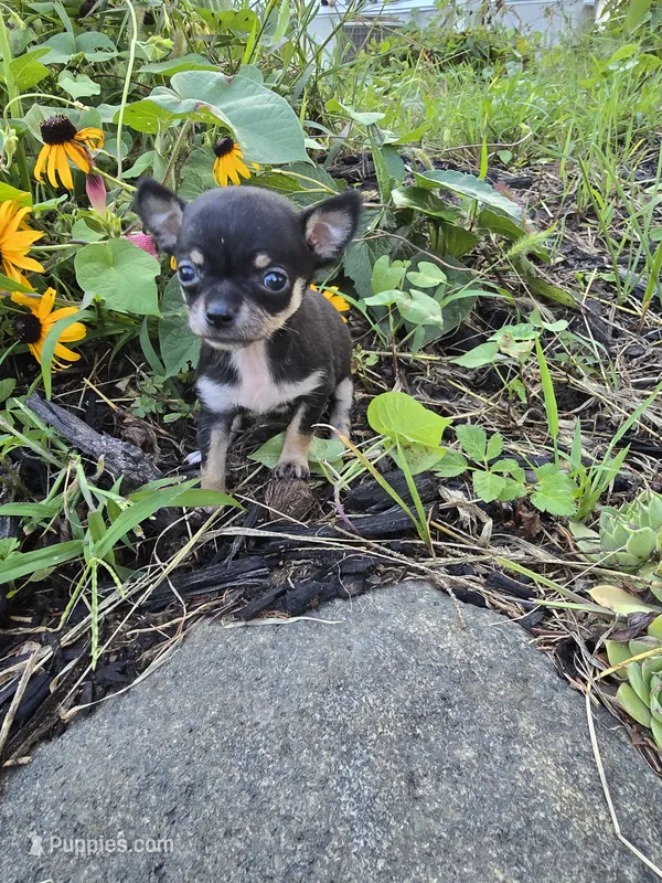 Daisy  – Chihuahua puppy for sale in Fenton, MI