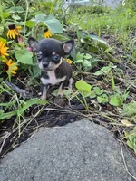 Daisy , a female Chihuahua for sale in Fenton, MI – 1 of 7