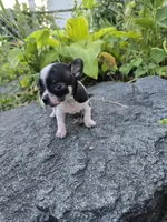 Tex, a male Chihuahua for sale in Fenton, MI – 6 of 8
