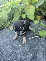 Daisy , a female Chihuahua for sale in Fenton, MI – 9 of 9