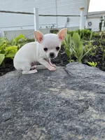 Daisy , a female Chihuahua for sale in Fenton, MI – 4 of 9