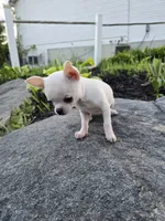 Daisy , a female Chihuahua for sale in Fenton, MI – 6 of 9