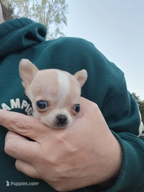 Tiny teacup Bug, a male Chihuahua for sale in Fenton, MI – 1 of 7