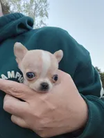 Tiny teacup Bug, a male Chihuahua for sale in Fenton, MI – 1 of 7