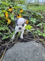 Bug, a male Chihuahua for sale in Fenton, MI – 2 of 9