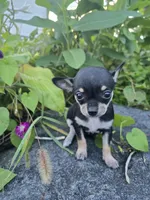 Daisy , a female Chihuahua for sale in Fenton, MI – 5 of 9