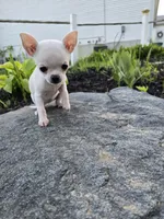 Daisy , a female Chihuahua for sale in Fenton, MI – 7 of 9