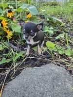 Daisy , a female Chihuahua for sale in Fenton, MI – 2 of 7