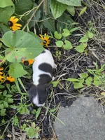 Tex, a male Chihuahua for sale in Fenton, MI – 5 of 8