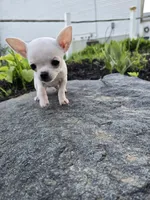 Daisy , a female Chihuahua for sale in Fenton, MI – 5 of 9