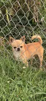 Daisy , a female Chihuahua for sale in Fenton, MI – 3 of 9