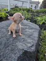 Tiny teacup Bug, a male Chihuahua for sale in Fenton, MI – 5 of 7