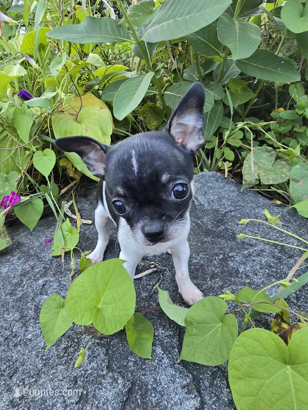 Susie – Chihuahua puppy for sale in Fenton, MI