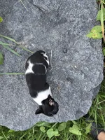 Susie, a female Chihuahua for sale in Fenton, MI – 7 of 9