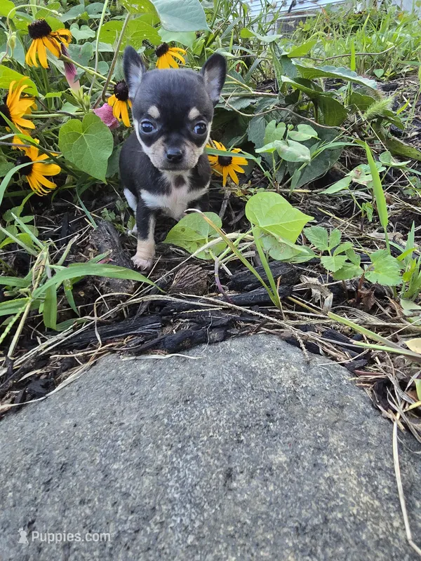 Lilly  – Chihuahua puppy for sale in Fenton, MI