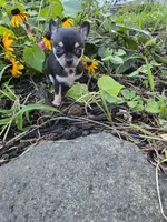 Lilly , a female Chihuahua for sale in Fenton, MI – 1 of 8