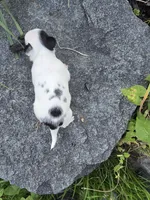 Bug, a male Chihuahua for sale in Fenton, MI – 5 of 9