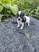 Tex, a male Chihuahua for sale in Fenton, MI – 3 of 8