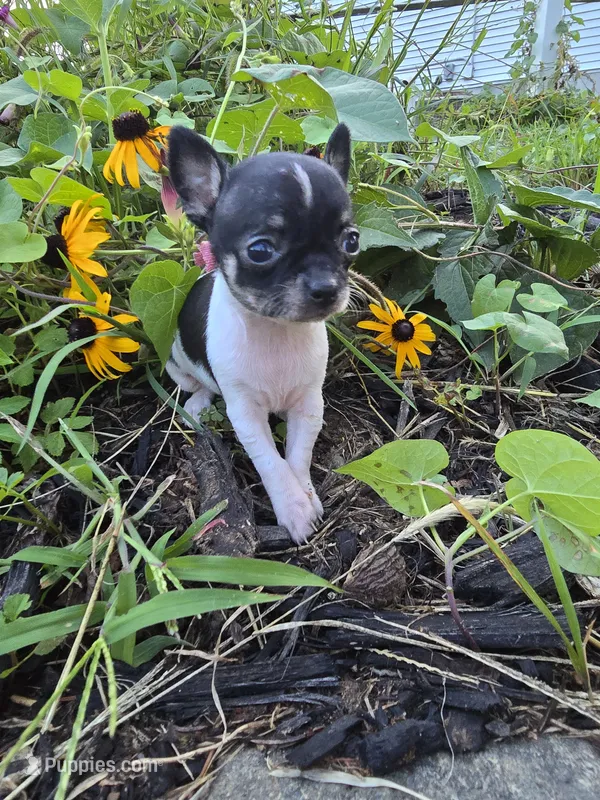 Susie – Chihuahua puppy for sale in Fenton, MI