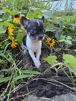 Susie, a female Chihuahua for sale in Fenton, MI – 1 of 9