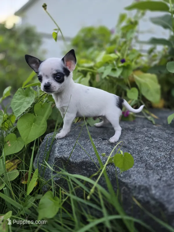 Bug – Chihuahua puppy for sale in Fenton, MI