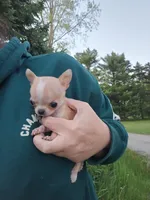 Tiny teacup Bug, a male Chihuahua for sale in Fenton, MI – 6 of 7