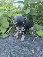 Daisy , a female Chihuahua for sale in Fenton, MI – 7 of 9