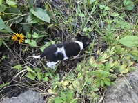 Susie, a female Chihuahua for sale in Fenton, MI – 4 of 9