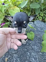 Daisy , a female Chihuahua for sale in Fenton, MI – 8 of 9