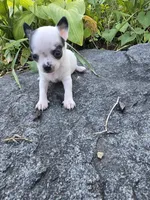 Bug, a male Chihuahua for sale in Fenton, MI – 6 of 9