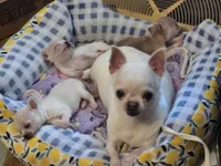 Daisy , a female Chihuahua for sale in Fenton, MI – 2 of 9