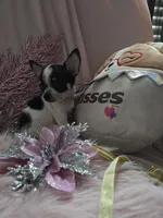 processed/b7e2e54e-4dea-474e-9eb9-f1860eee1acd/listing/b546a932-b7ee-48f4-bdfe-4e2463f1b123/bc875fe2-6c1f-4fd2-b24a-b49fb7e4f424