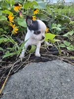 Bug, a male Chihuahua for sale in Fenton, MI – 7 of 9