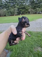 Teacup Minnie mouse, a female Chihuahua for sale in Fenton, MI – 2 of 7