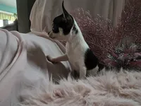 Squid, a male Chihuahua for sale in Fenton, MI – Photo 7 of 9