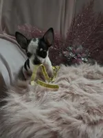 Squid, a male Chihuahua for sale in Fenton, MI – Photo 1 of 9