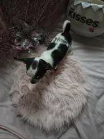 Squid, a male Chihuahua for sale in Fenton, MI – Photo 2 of 9