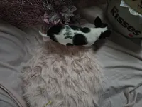 Squid, a male Chihuahua for sale in Fenton, MI – Photo 6 of 9