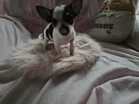 Squid, a male Chihuahua for sale in Fenton, MI – Photo 4 of 9