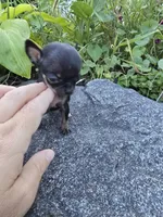 Teacup Minnie mouse, a female Chihuahua for sale in Fenton, MI – 3 of 7