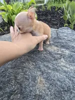Tiny teacup Bug, a male Chihuahua for sale in Fenton, MI – 7 of 7