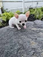 Daisy , a female Chihuahua for sale in Fenton, MI – 8 of 9