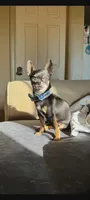 Teacup Minnie mouse, a female Chihuahua for sale in Fenton, MI – 7 of 7