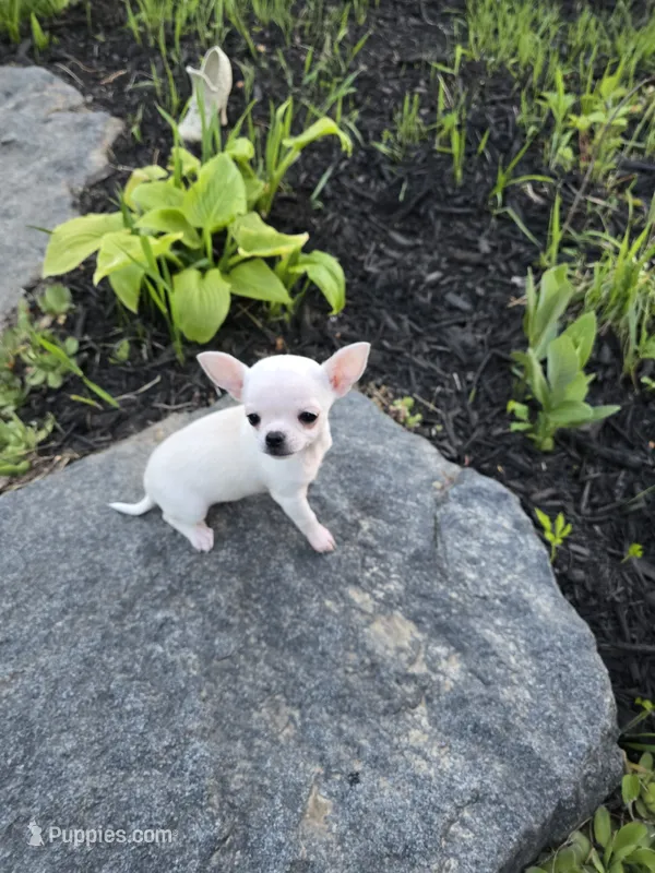 Daisy  – Chihuahua puppy for sale in Fenton, MI