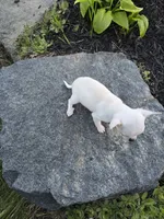 Daisy , a female Chihuahua for sale in Fenton, MI – 9 of 9